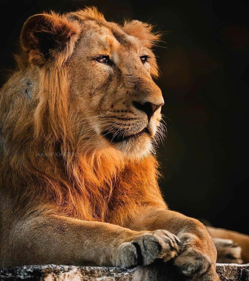 #WorldLionDay2023

Sasan Gir - Gujarat -India

#WorldLionDay2023 #asiaticlion #girnationalpark
#wildlifeconservation