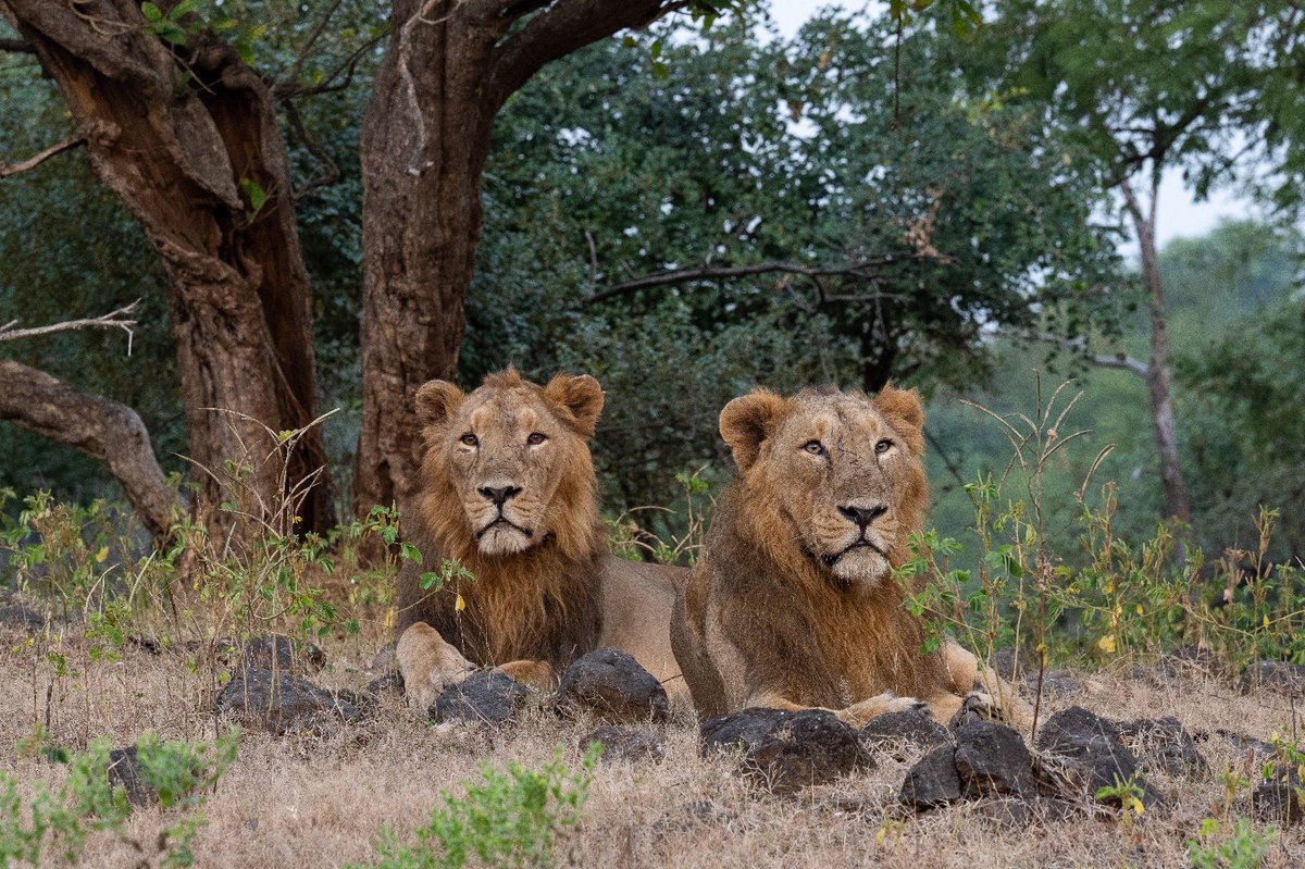 narendramodi's tweet photo. World Lion Day is an occasion to celebrate the majestic lions that captivate our hearts with their strength and magnificence. India is proud to be home to the Asiatic Lions and over the last few years there has been a steady rise in the lion population in India. I laud all those working towards protecting the habitat of lions. May we continue to cherish and protect them, ensuring they thrive for generations to come.