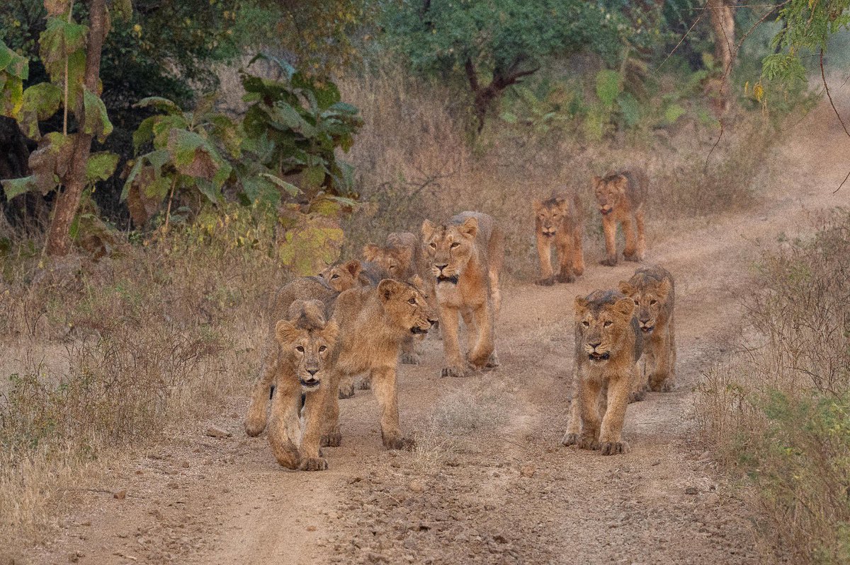 narendramodi's tweet photo. World Lion Day is an occasion to celebrate the majestic lions that captivate our hearts with their strength and magnificence. India is proud to be home to the Asiatic Lions and over the last few years there has been a steady rise in the lion population in India. I laud all those working towards protecting the habitat of lions. May we continue to cherish and protect them, ensuring they thrive for generations to come.