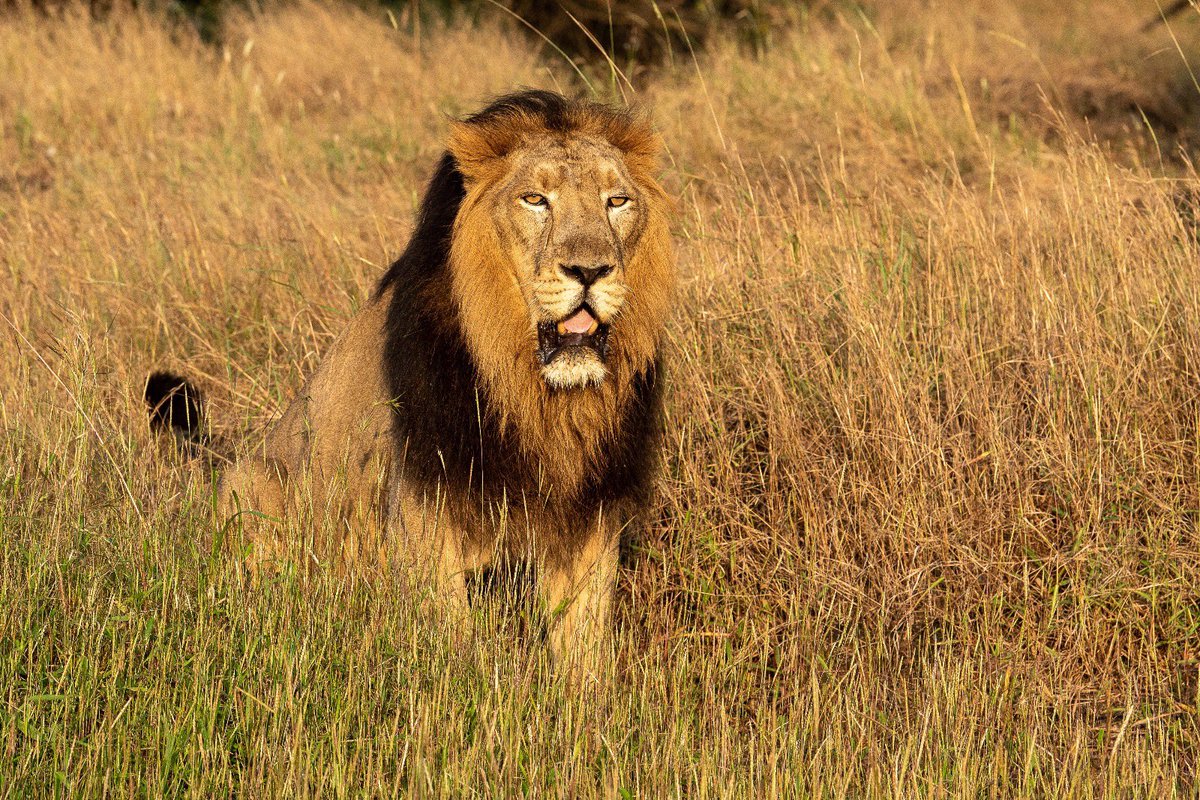 narendramodi's tweet photo. World Lion Day is an occasion to celebrate the majestic lions that captivate our hearts with their strength and magnificence. India is proud to be home to the Asiatic Lions and over the last few years there has been a steady rise in the lion population in India. I laud all those working towards protecting the habitat of lions. May we continue to cherish and protect them, ensuring they thrive for generations to come.