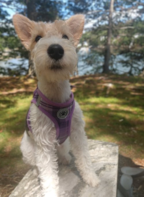 WhereTrueLoveIs's tweet photo. We took Penelope Pumpernickel on an outdoor adventure today. She had a blast .

#lifewithapuppy #PenelopePumpernickel https://t.co/eNklc3rKh4