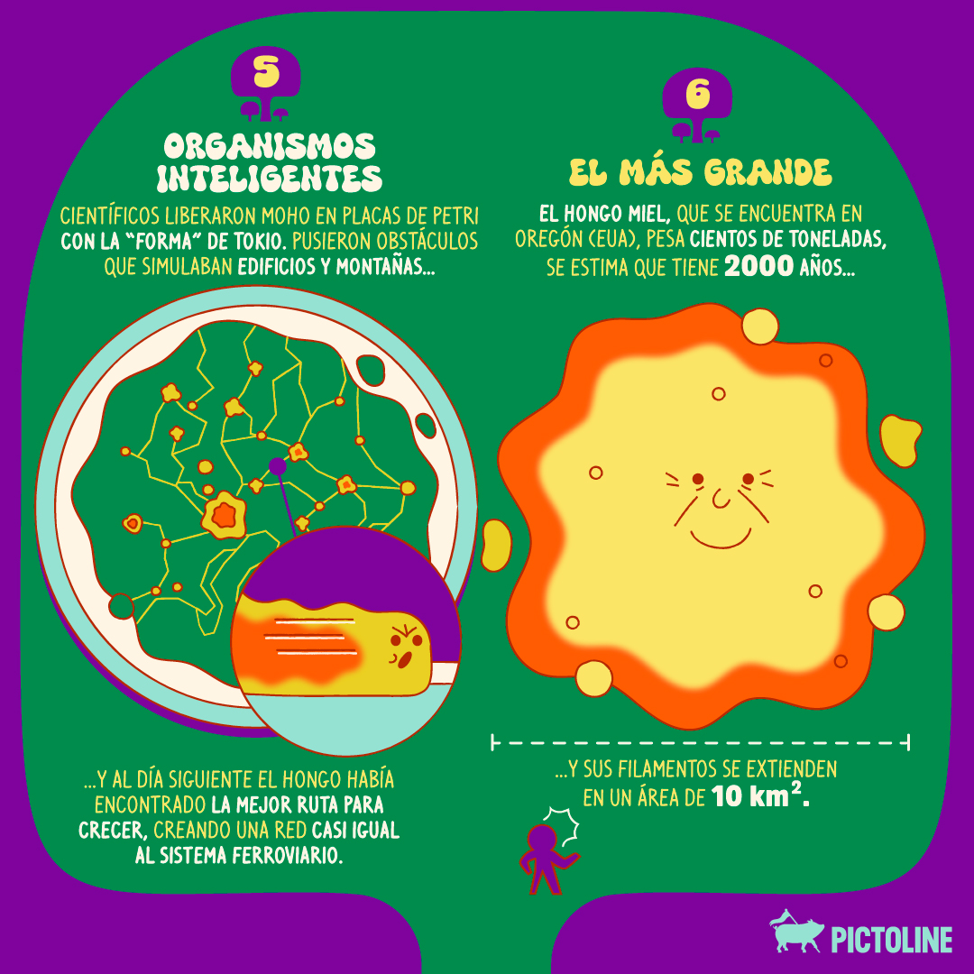 pictoline's tweet photo. 🌿🍄 Es Hongosto 🍄🌿 la temporada de hongos silvestres ✨
Estos son 6 datos que (quizá) no conocías sobre ellos: https://t.co/hywSvjga1k