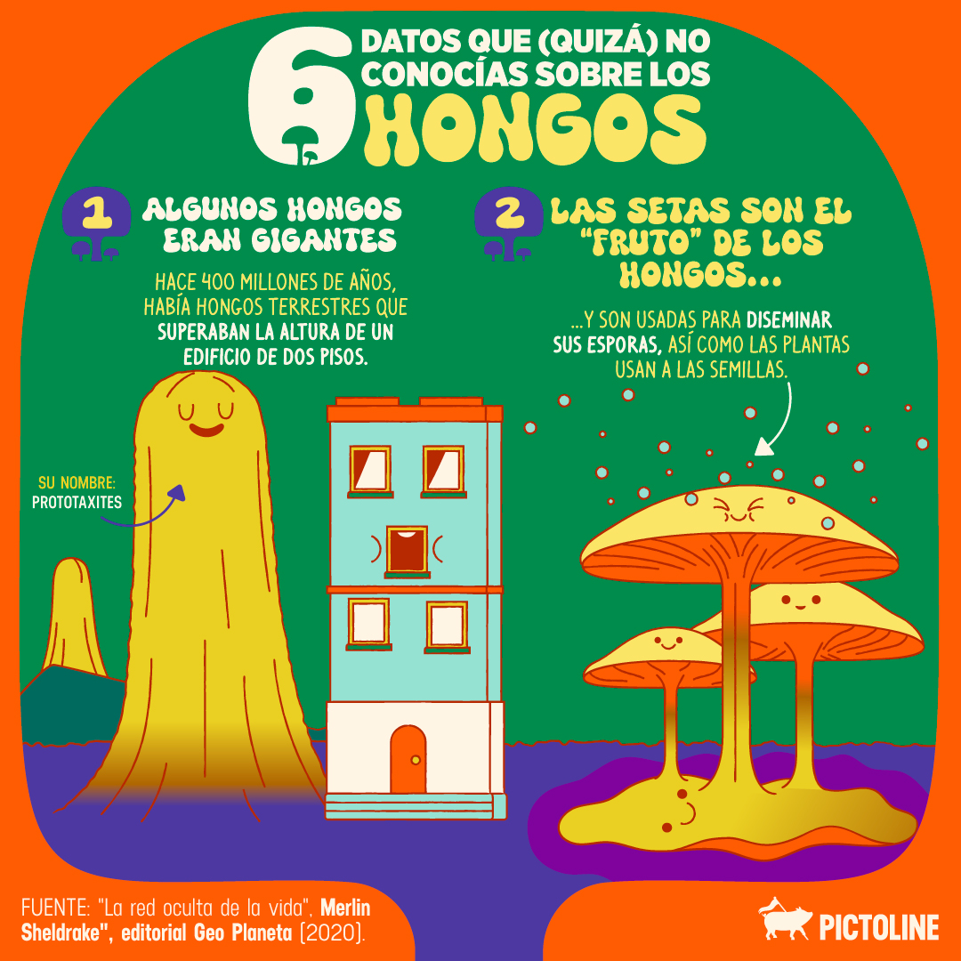 pictoline's tweet photo. 🌿🍄 Es Hongosto 🍄🌿 la temporada de hongos silvestres ✨
Estos son 6 datos que (quizá) no conocías sobre ellos: https://t.co/hywSvjga1k