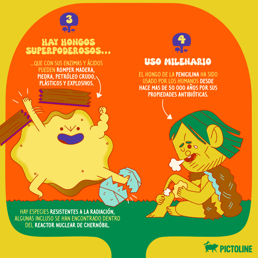 pictoline's tweet photo. 🌿🍄 Es Hongosto 🍄🌿 la temporada de hongos silvestres ✨
Estos son 6 datos que (quizá) no conocías sobre ellos: https://t.co/hywSvjga1k