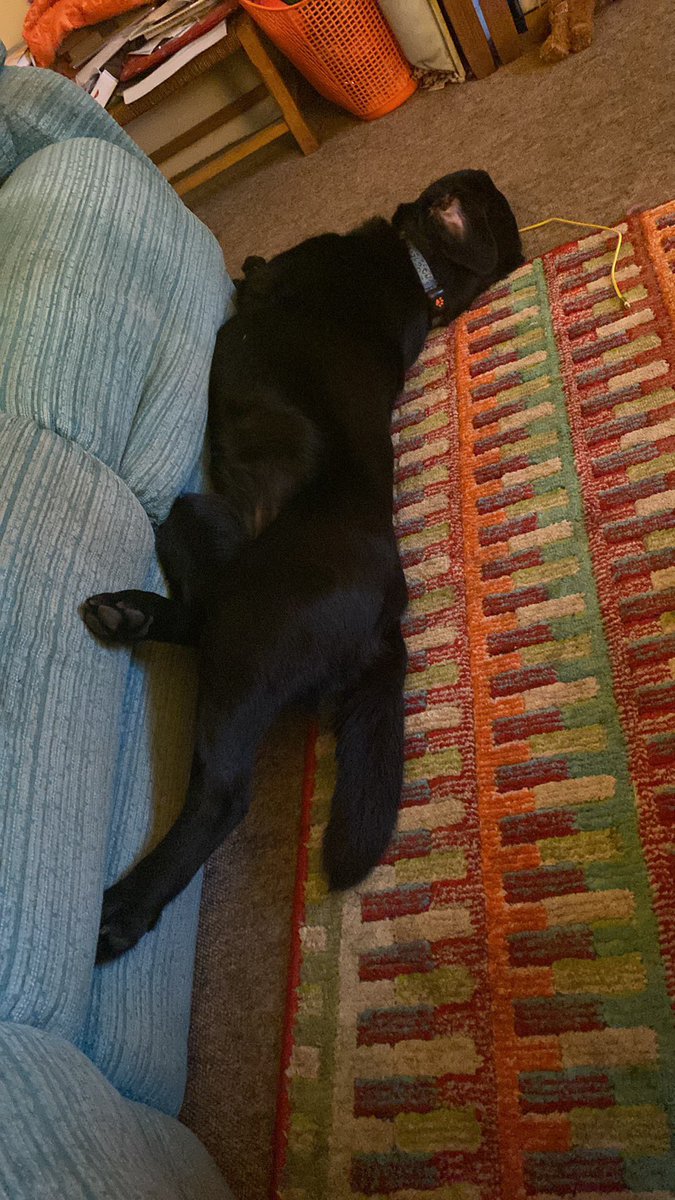 LabradorPeggy's tweet photo. @Albertspanner @SpringerSaint @moonlightmegan1 @Mountain_Pals @Oscar_Spaniel Night pals! I had played with my Mum after her work for 65 mins in the garden fetching my skweeky when my Auntie came unexpectedly and took me out for a four mile walk! I am
Zhorsted! https://t.co/GvKlD1v0b3