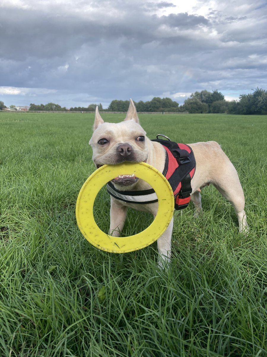 BITSIFIND_'s tweet photo. A very cheeky piggy enjoyed her afternoon walkies 🌿🌷💐🫶🏼 https://t.co/ALqHQSxT8X