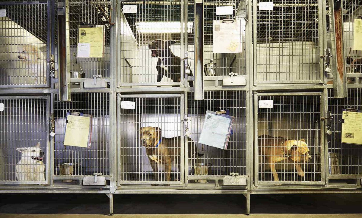 Las Vegas Issues tweet media