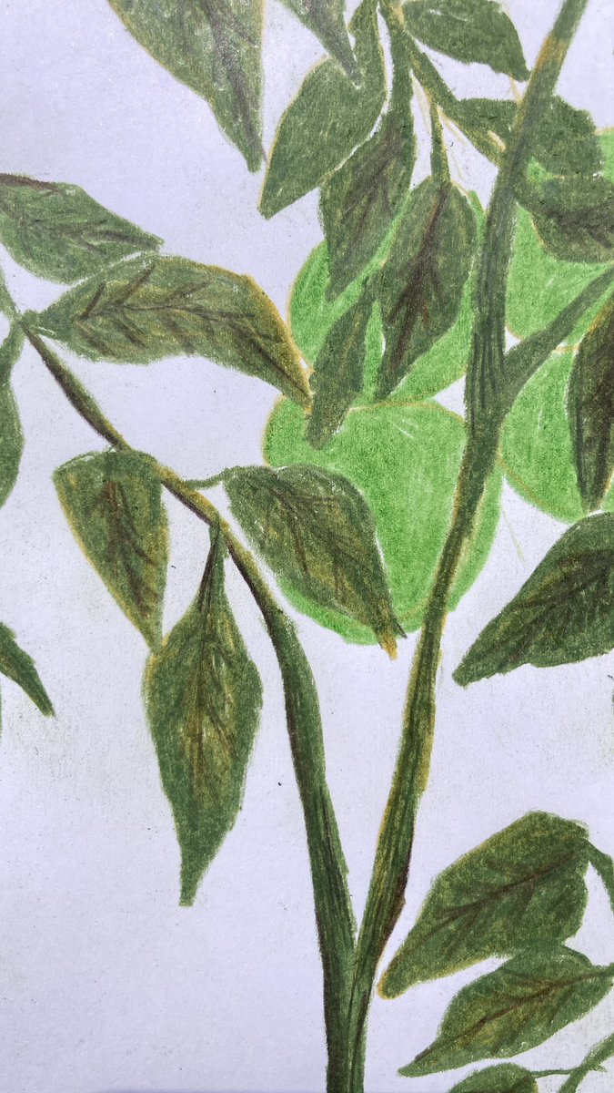 BITSIFIND_'s tweet photo. Homegrown tomatoes 🍅🌿🌷💐 #simplepleasures 🥺🌹🦋#illusrtationart https://t.co/iLTeebHxXW
