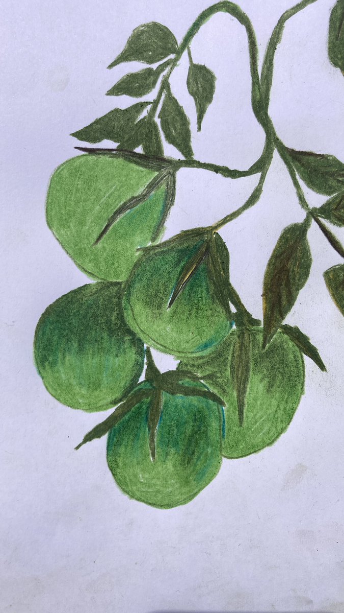 BITSIFIND_'s tweet photo. Homegrown tomatoes 🍅🌿🌷💐 #simplepleasures 🥺🌹🦋#illusrtationart https://t.co/iLTeebHxXW