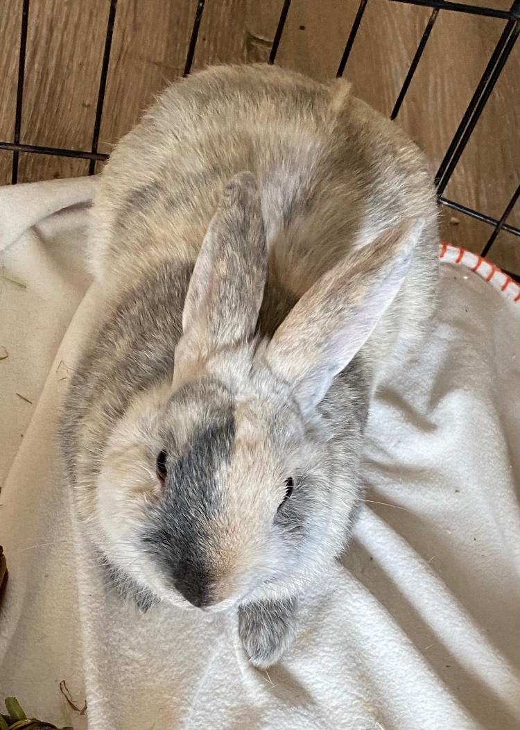 Dapper had his surgery today and everything went good. his balls are gone and the infection in his neck has been cleaned out. He’s continuing antibiotics and has some pain meds as well. Now he just has to beat this infection!