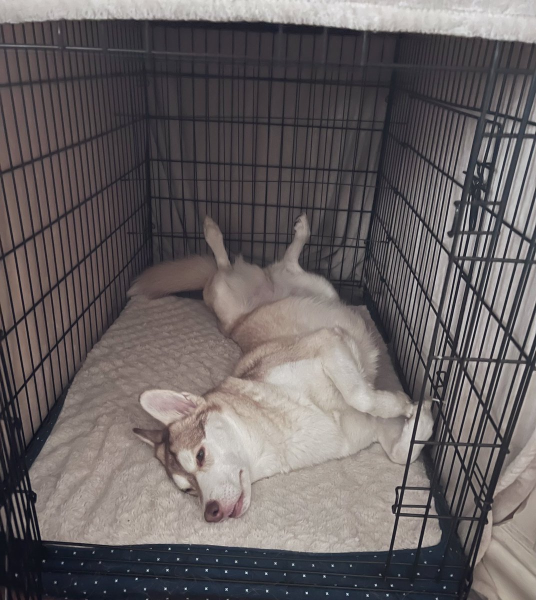 The Proper Poochies tweet media