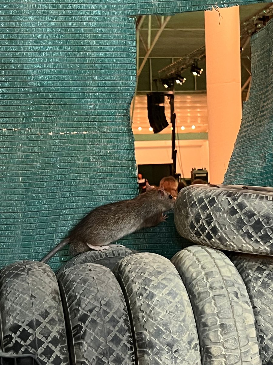 Edu Gamito tweet media