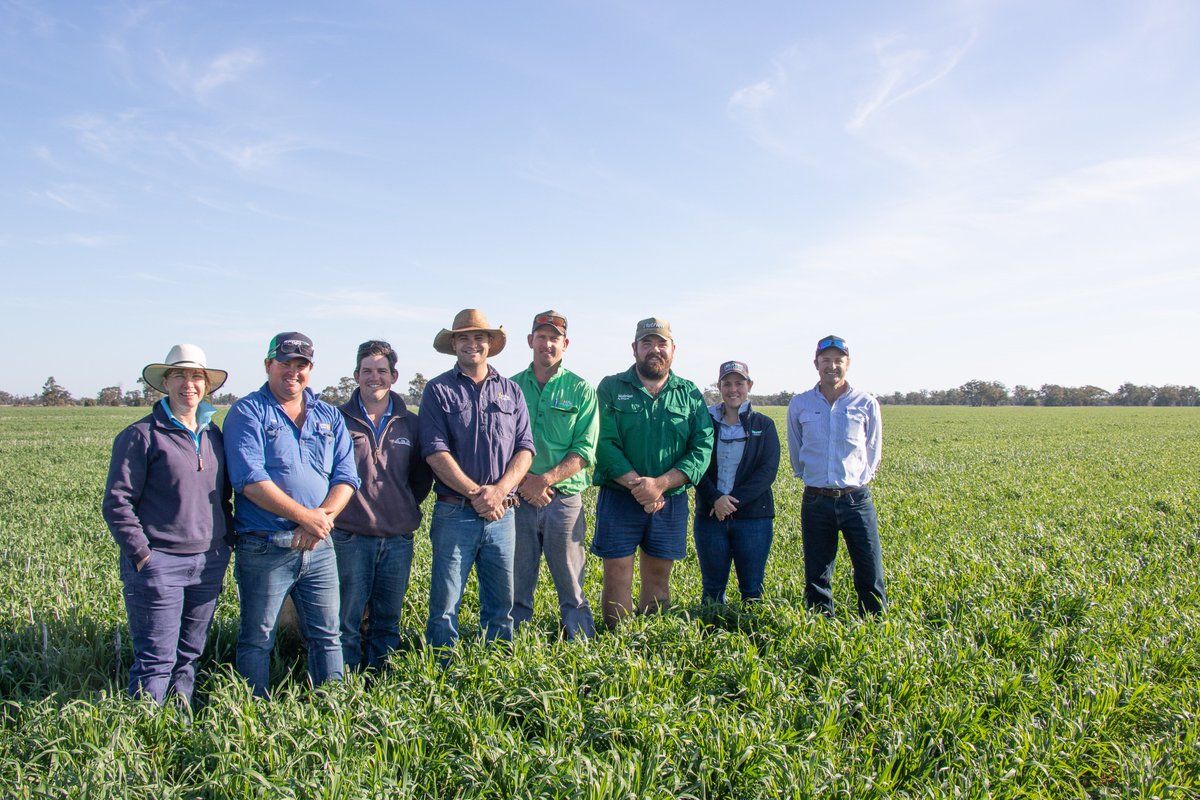 CottonInfoAust tweet picture