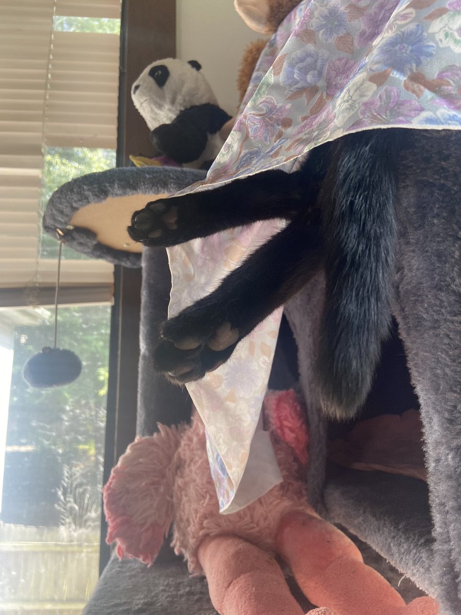 banzo highlights bc ive been slacking on posting