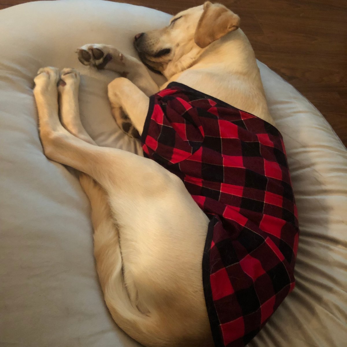PADS Thresher wants to remind everyone to get lots of sleep this #WellnessWednesday! Summer is full of so many fun activities, but it's still important to make sure both humans and pups are getting lots of breaks in between their summer fun times. 😴