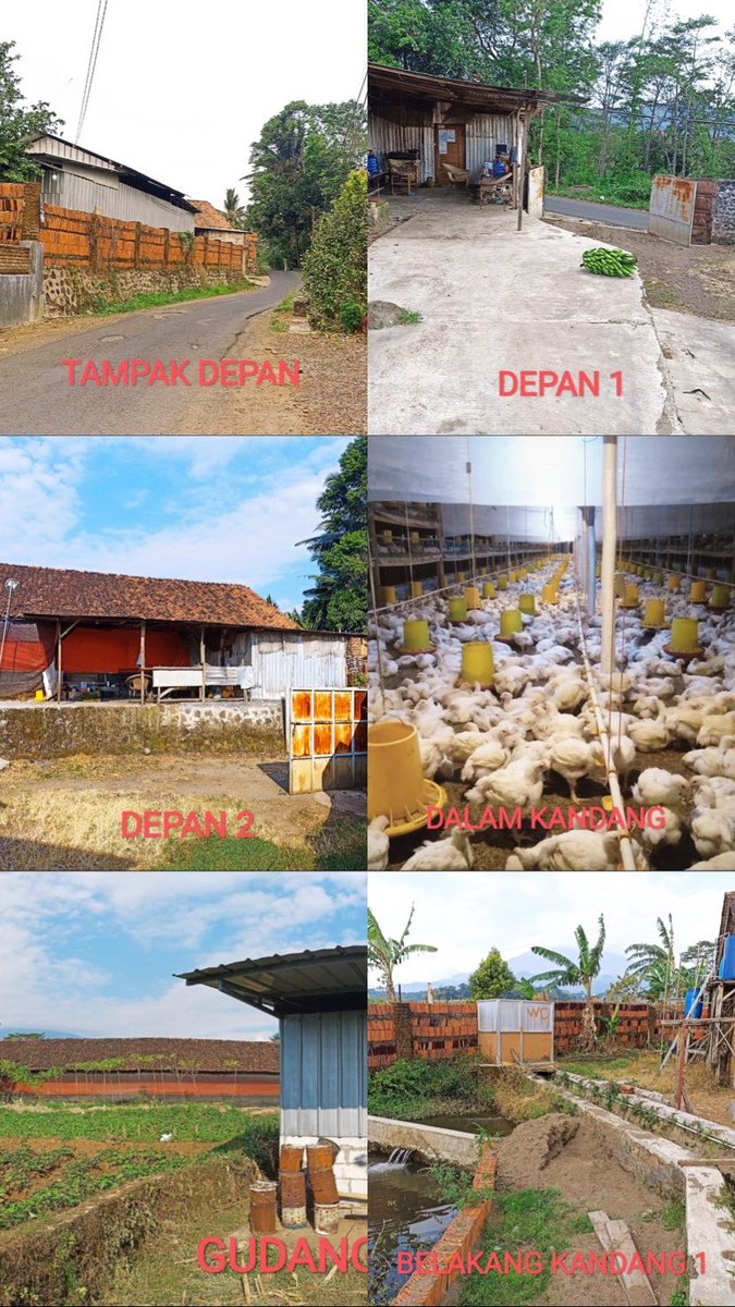 andymaulanapp's tweet photo. 📣 ‼️DI JUAL‼️ 📣
TANAH &amp; KANDANG AYAM

Usaha Berjalan Peternakan Ayam Broiler, Mitra dgn CPI

Lokasi : Ds. Pasangrahan, Maja, Majalengka, Jabar.
Legalitas : SHM, AJB

Luas Tanah : ±3000 m²
Populasi : ±12.000 ekor
Sistem Ventilasi : Closed-House
#Majalengka #Forsale #Peternakan https://t.co/RfgdniC0Vl