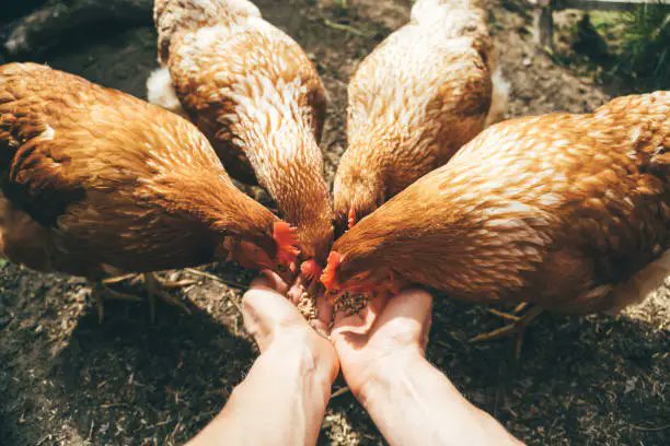 Vishwasvegan's tweet photo. 🌱💪 "Rise and shine, it's a new day to embrace veganism's power!" Your choices affect not just your health but also the lives of animals and the environment. Let's get started! #VeganStrong " https://t.co/VZI40MhKp6