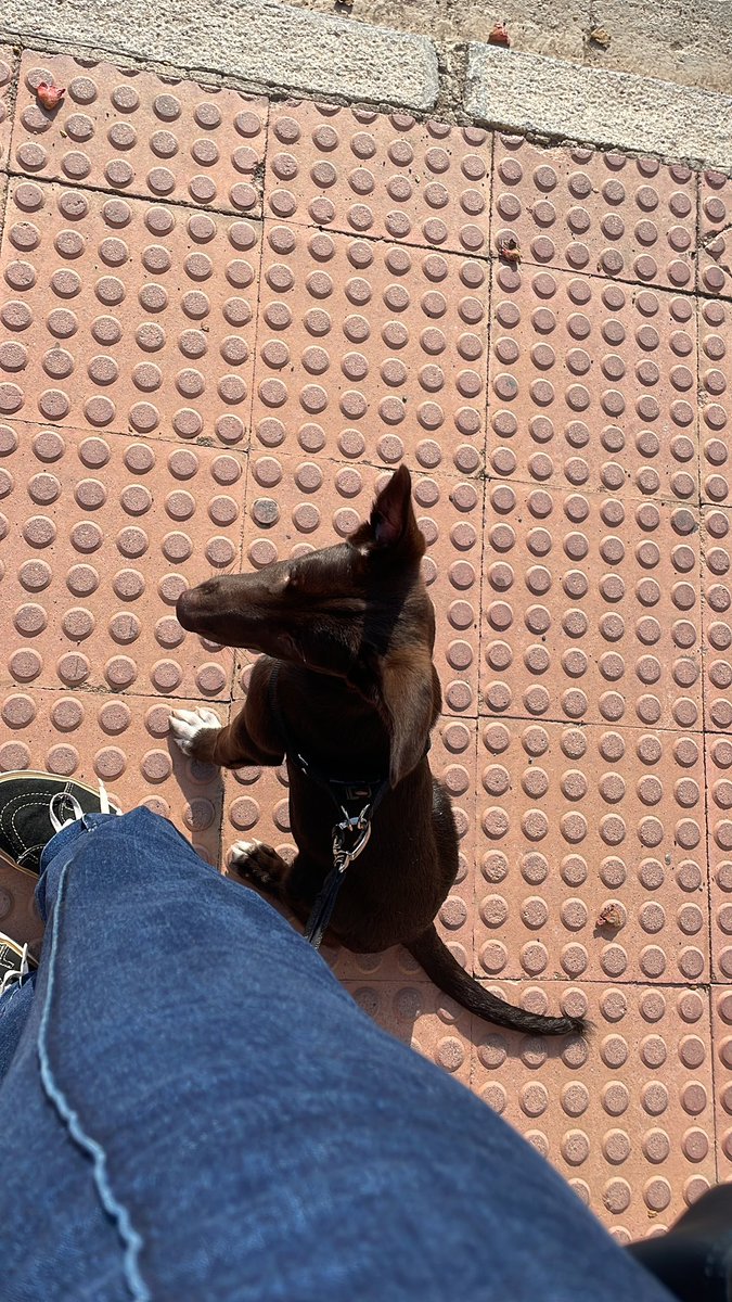 divergente_013's tweet photo. @contextdogs Duko https://t.co/VXRrzqUblb