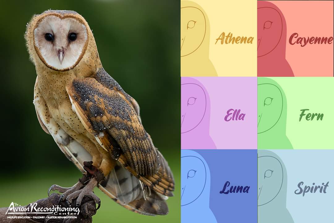 arc4raptor's tweet photo. Help us name this beautiful Barn Owl by following this link: https://t.co/pslgnvvT7m

All proceeds from voting helps ARC continue its mission to rehabilitate and educate people about birds of prey! Voting will close August 31st. 

#birdsofprey #owl #barnowl #nonprofit #Fundraiser https://t.co/Q9T4eE654p