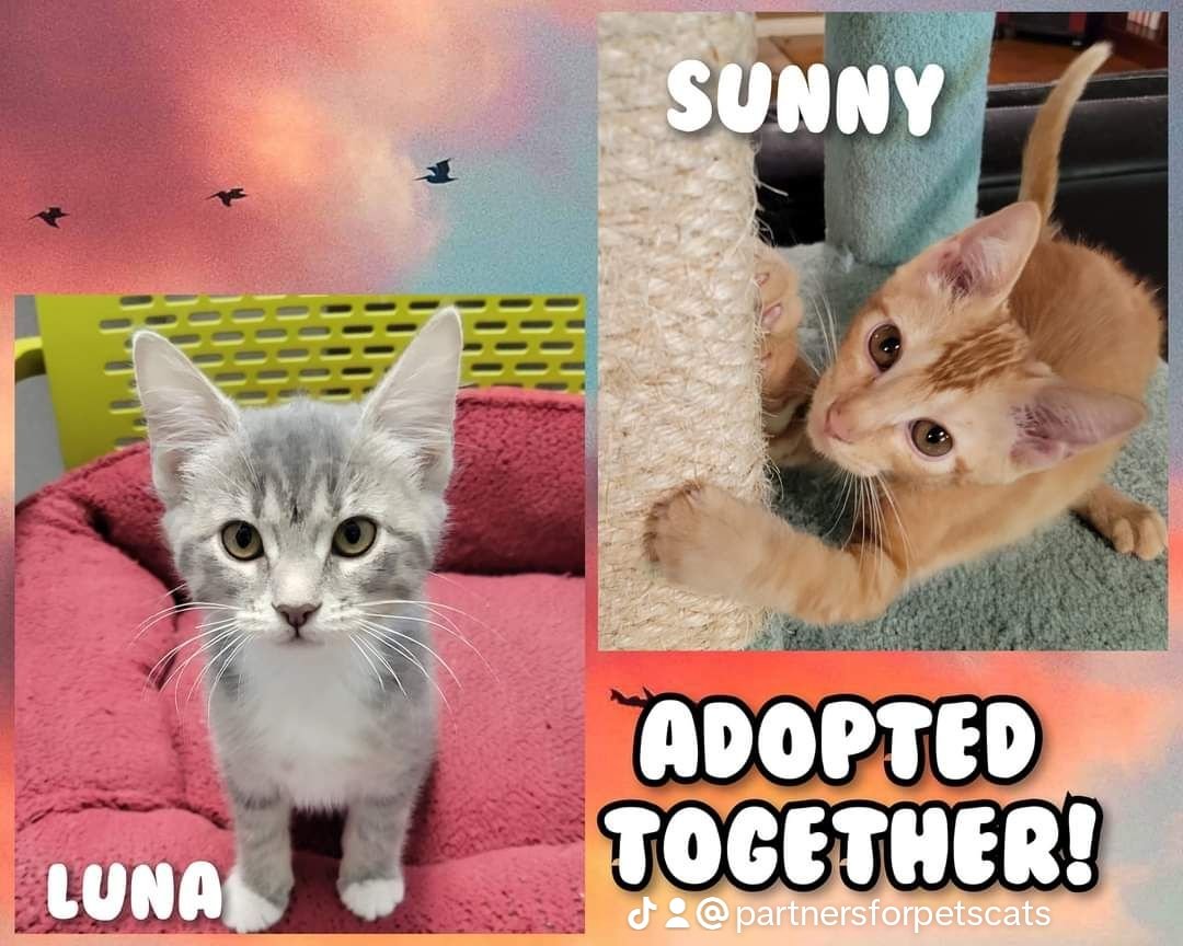 PartnersForPetsCats tweet media