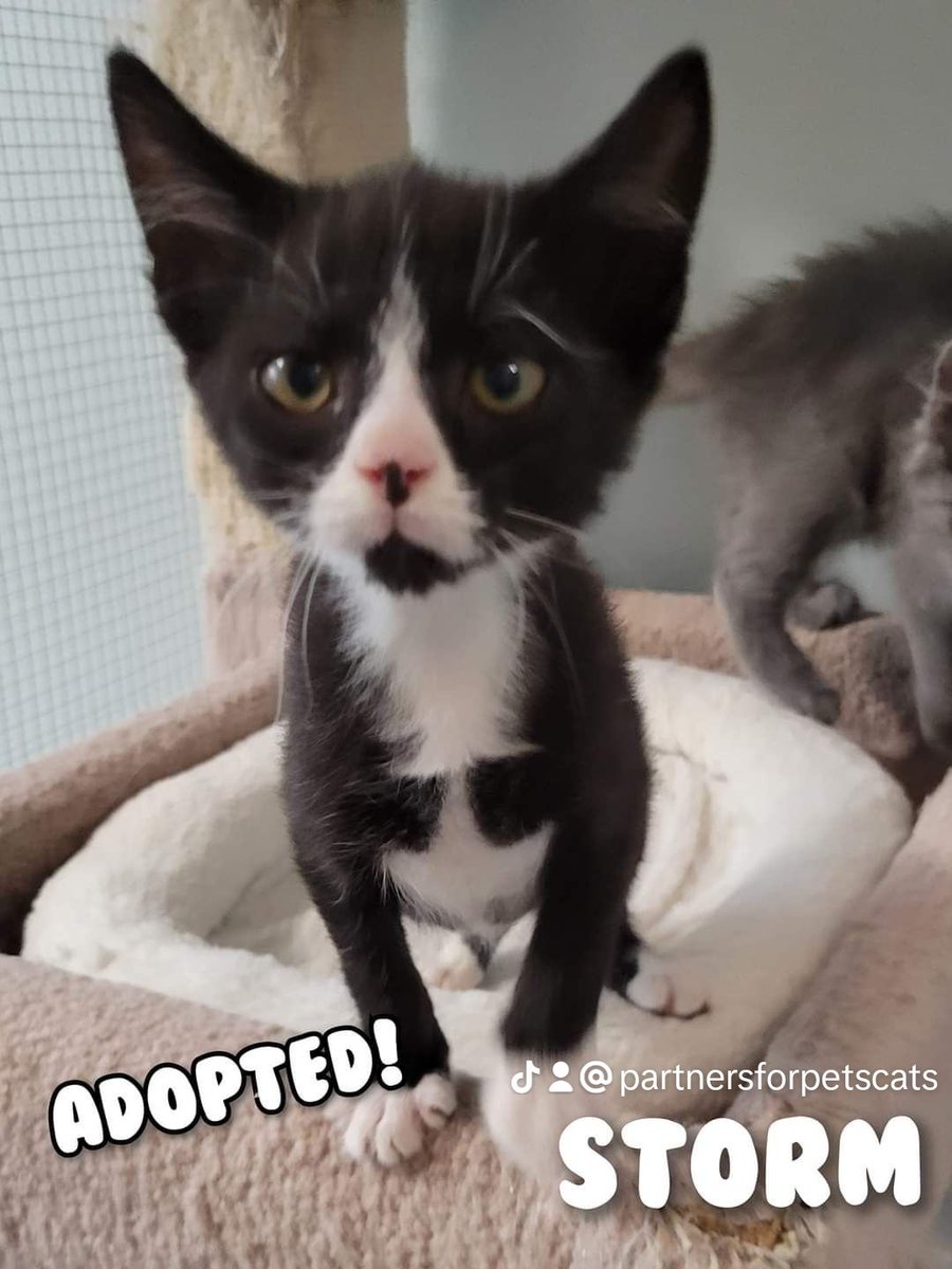 PartnersForPetsCats tweet media