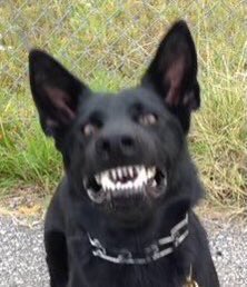 Leistunghund's tweet photo. That face Betty makes when she reaffirmed her absolute top tier gangster b!tch title again for meโฆ
#iguesswealllearnedvaluablelifelessonstoday #ohiwouldntdothat #hefoundout https://t.co/78GpT8HIzs