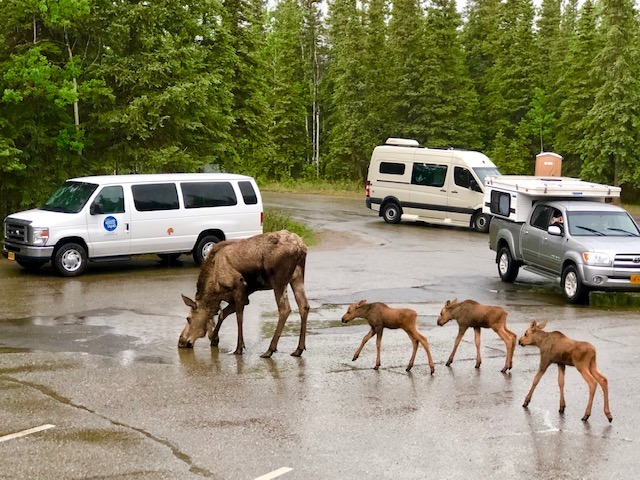 DenaliHostel's tweet photo. Wildlife at the hostel 🏡 ? Yes, we share our space with wildlife. We rarely see bears because there are always people around. Moose are more frequent but they can be more dangerous even though they look so sweet! 

#discoverdenali #denalihostel https://t.co/Ti3l3Z0vZ5
