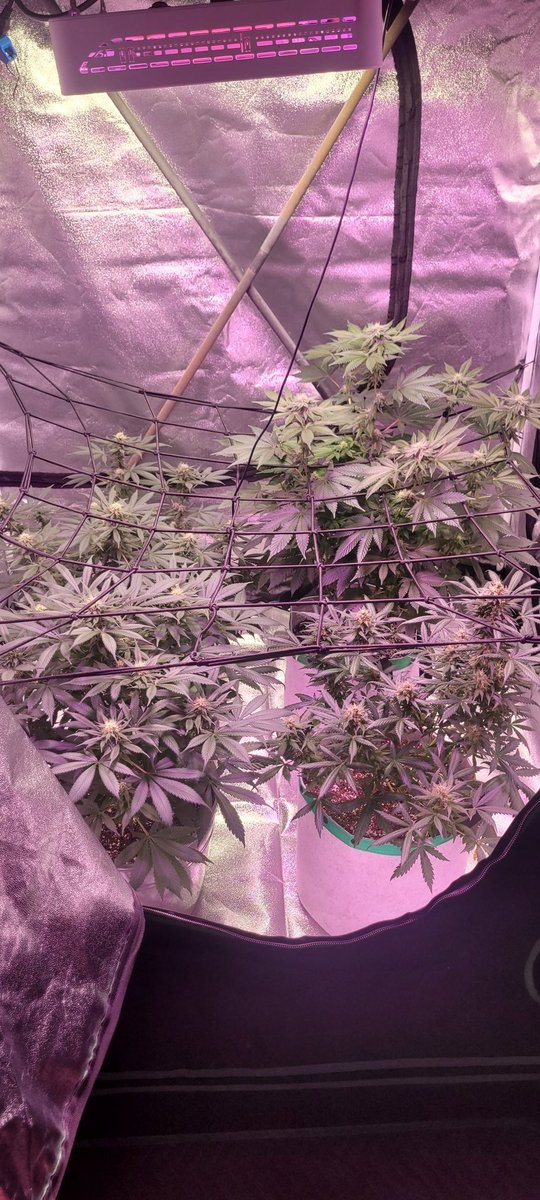 Sbray420's tweet photo. Day 35ish of flower. 
Love this plant 
#CannabisCommunity #legal #nfs #Canada
Close up is Magic monkey from @Elev8Seeds grown with only #gaiagreen and rain water I collected. https://t.co/ARu3A0cbiq