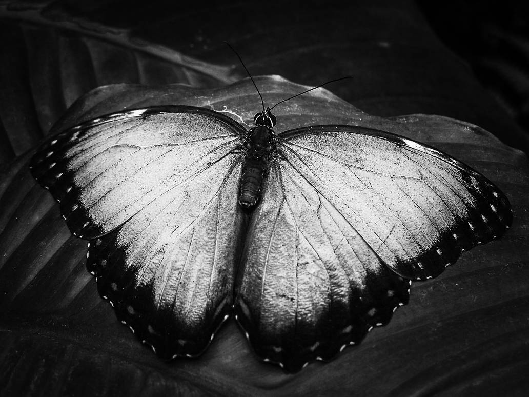 #BlackButterfly