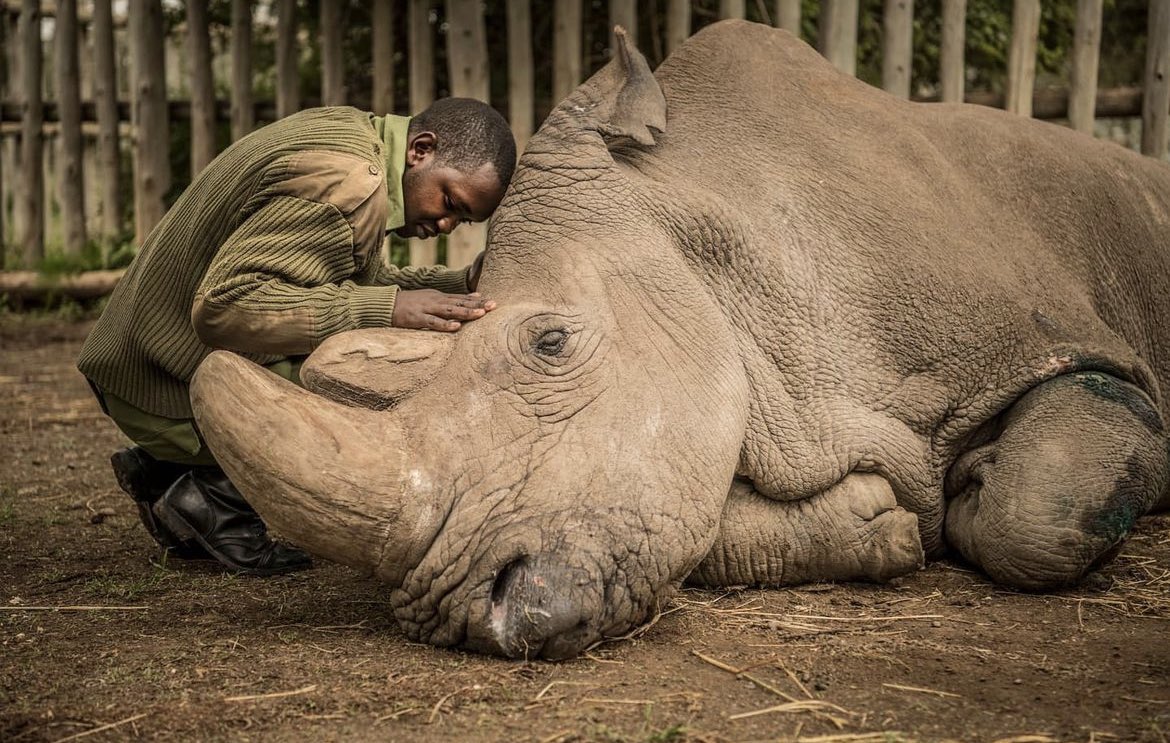 historyinmemes's tweet photo. In 2018, Sudan, the last male northern white rhino, passed away due to age-related complications at the age of 45. Presently, only two northern white rhinos remain - Nanjin, Sudan's daughter, and Fattu, his granddaughter. Upon their demise, the northern white rhino will be officially declared extinct.

If we rewind 30 million years, giant hornless rhinos known as Paraceratherium roamed from Eastern Europe to China. These creatures stood at a shoulder height of 15.7 feet (4.8 meters) and a length of about 24.3 feet (7.4 meters), ranking among the largest mammals to tread the Earth.

Despite their size, Paraceratherium faced threats from predators like giant crocodiles and prehistoric hyenas, as evidenced by fossils. They also competed with elephants, which had an edge with their trunks for obtaining food.

During the Miocene Epoch (23.3 to 5.3 million years ago), tropical forests transformed into grasslands due to cooling. This led to the evolution of smaller-sized rhinos, and the white rhinoceros emerged during this epoch.

Around 2.5 million years ago, as the Earth entered the Ice Age after millions of years of cooling, Paraceratherium had already been extinct. Drastic climate shifts contributed to the decline of many rhino species. Humans further exacerbated the decline by hunting rhinos for meat between 700,000 and 90,000 years ago. The woolly rhino managed to persist until just 10,000 years ago.

Today, only five rhino species survive. While northern white rhinos are down to two individuals, southern white rhinos thrive with around 20,000 in South African game reserves. The one-horned rhino rebounded from around 200 at the start of the 20th century to a population of 3,700.

Regrettably, the Black, Javan, and Sumatran rhinos remain critically endangered, with only a few individuals existing in the wild.