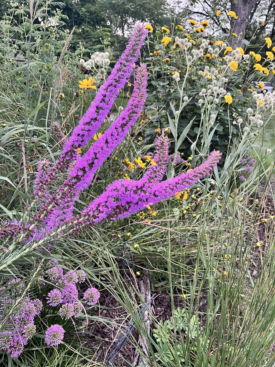 GeoffCorr's tweet photo. August color
#prairiePlants https://t.co/qlUdOLvGR0