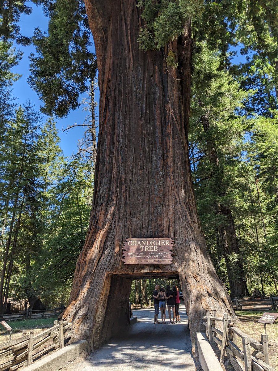 ElliottBessey's tweet photo. Who drove through a living tree today?
I did!
@MissTurala
#RandomStops https://t.co/8xQNHFT3Z2