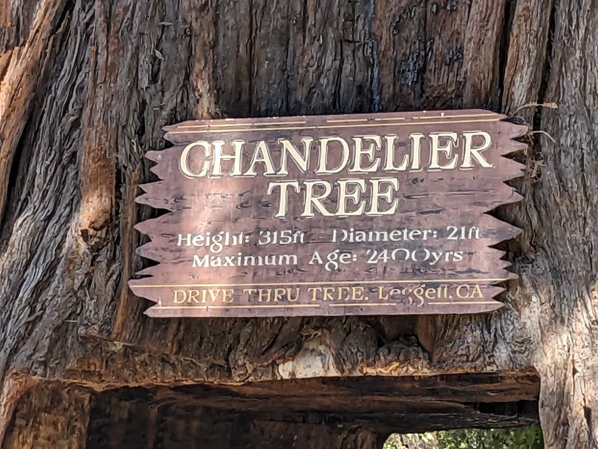 ElliottBessey's tweet photo. Who drove through a living tree today?
I did!
@MissTurala
#RandomStops https://t.co/8xQNHFT3Z2