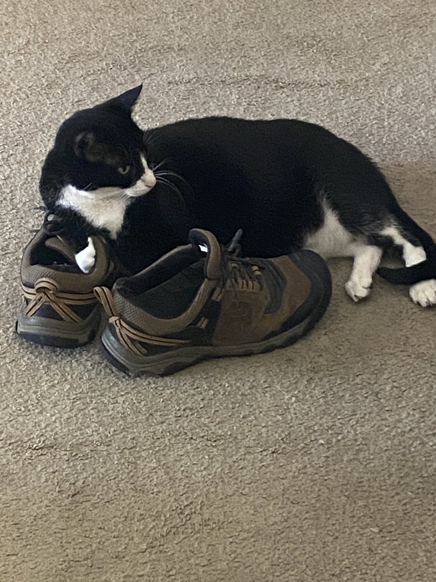 ericsims1964's tweet photo. @ShouldHaveCat Domino is ready to go hiking https://t.co/z1Y7aEAfaH
