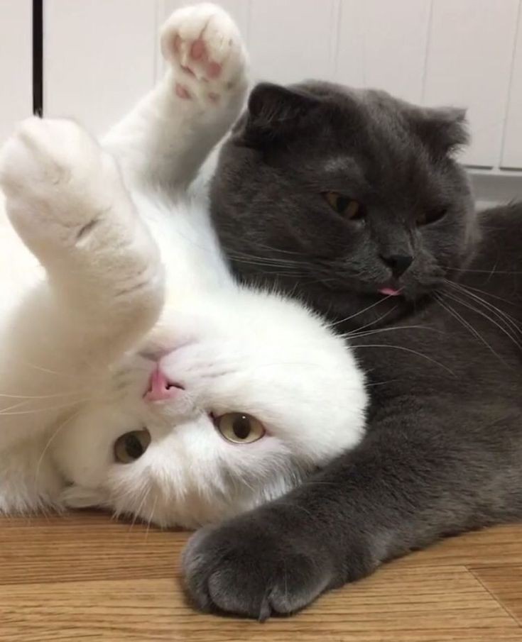 ㅤ

͏͏͏͏͏͏   
͏⠀ ⠀⠀
͏ ⠀⠀⠀⠀⠀𓆩⟡𓆪  しみずきよこ
                 quite late for int'l cat day
                 but here's my snow 
                                         and autumn.

͏͏͏͏͏͏    

͏͏͏͏͏͏