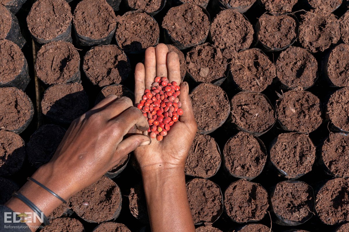 We're enhancing our #reforestation efforts! For every sale, we'll plant an additional tree through Sprout by <a href="/thegoodapi/">thegoodapi</a> and @eden_reforest. Donate $1 &amp; we'll plant 3 more trees. Dive deeper by heading to our blog. Together, let's grow a greener tomorrow! #environmentalism