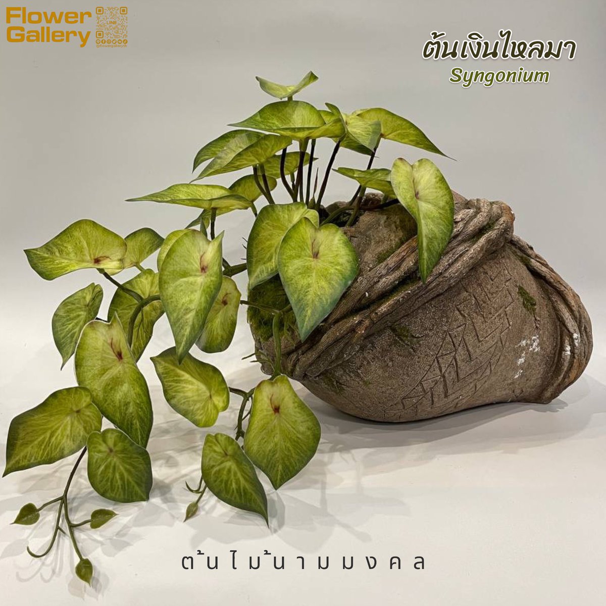 FlowerGalleryTH's tweet photo. ต้นไม้นามมงคล 
ต้นเงินไหลมา, มอนสเตอร่า, พลูฉลุ https://t.co/ZkaByVpqbv