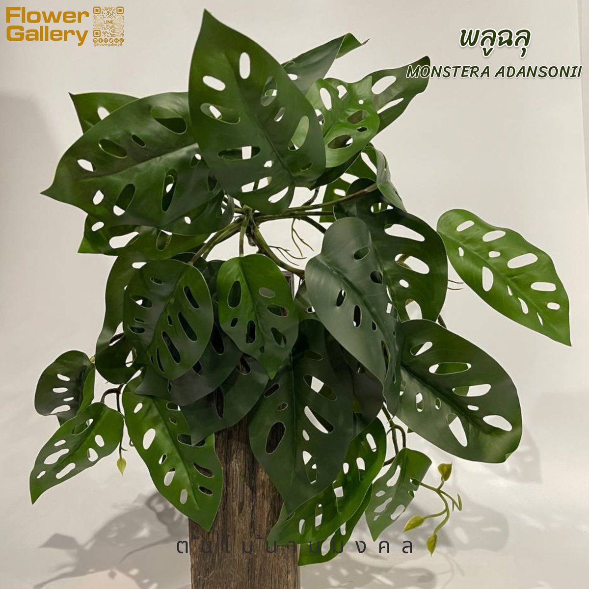 FlowerGalleryTH's tweet photo. ต้นไม้นามมงคล 
ต้นเงินไหลมา, มอนสเตอร่า, พลูฉลุ https://t.co/ZkaByVpqbv