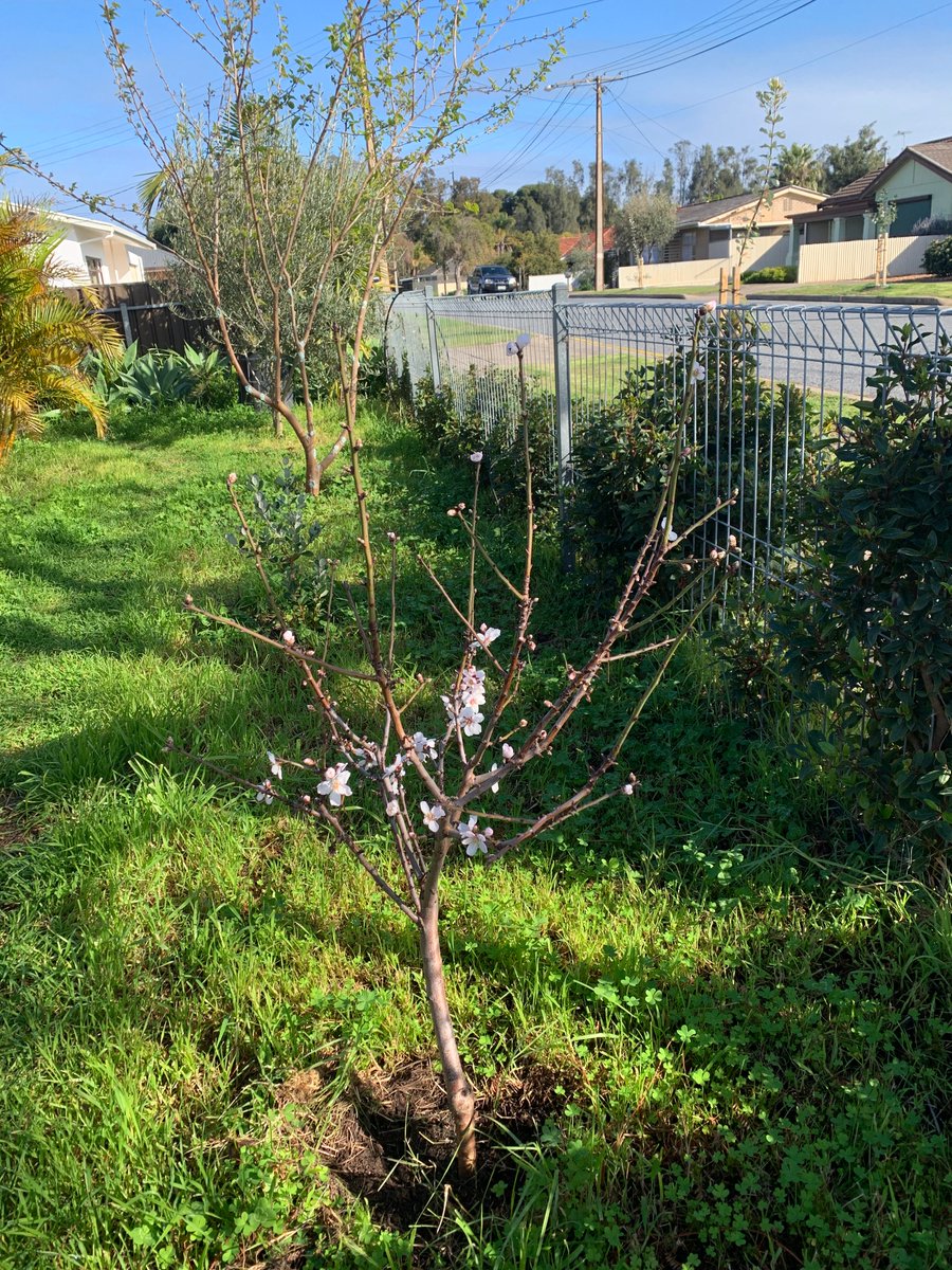 mr_e_kolesnikov's tweet image. An almond tree is in bloom 🌺 in my yard – looks like spring is coming to Australia! 🇦🇺 After the cold ❄️, there&apos;s always warmth, right? But let&apos;s not forget, being overly warm isn&apos;t great either, heat can be a killer too 😄☀️! #AustralianSpring #Blossoms #WeatherTalk