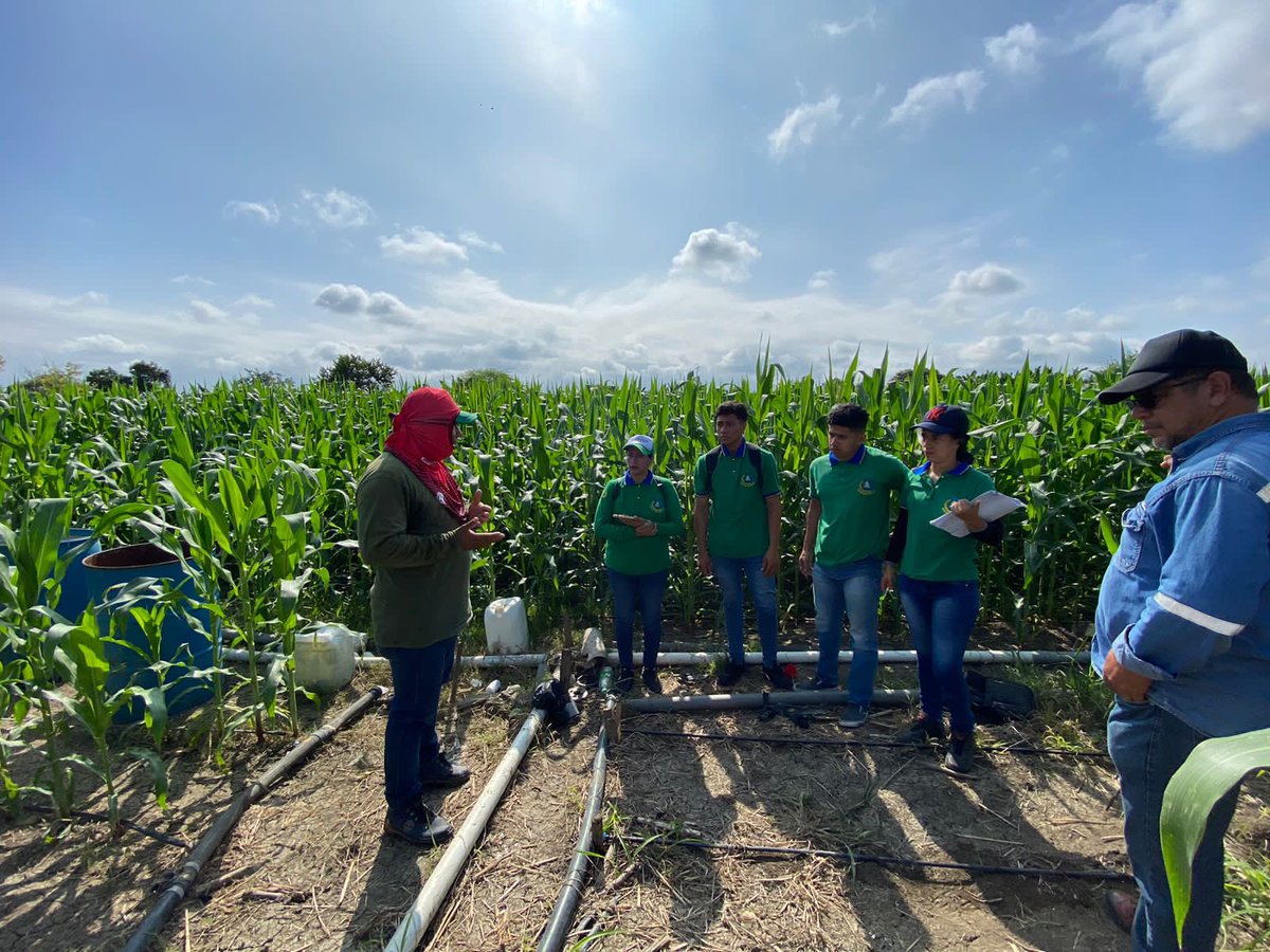 ISTPEM1's tweet photo. #IstpemesConocimiento 

Se desarrolló con éxito el taller práctico: “Sistemas de despanoje en maíz para producción de semilla híbrida”, en la finca “María Peñarrieta” dirigido a  los/as estudiantes de la carrera Tecnología Superior en Agricultura Sostenible.

#CrecemosJuntos https://t.co/HsuAfADkA3
