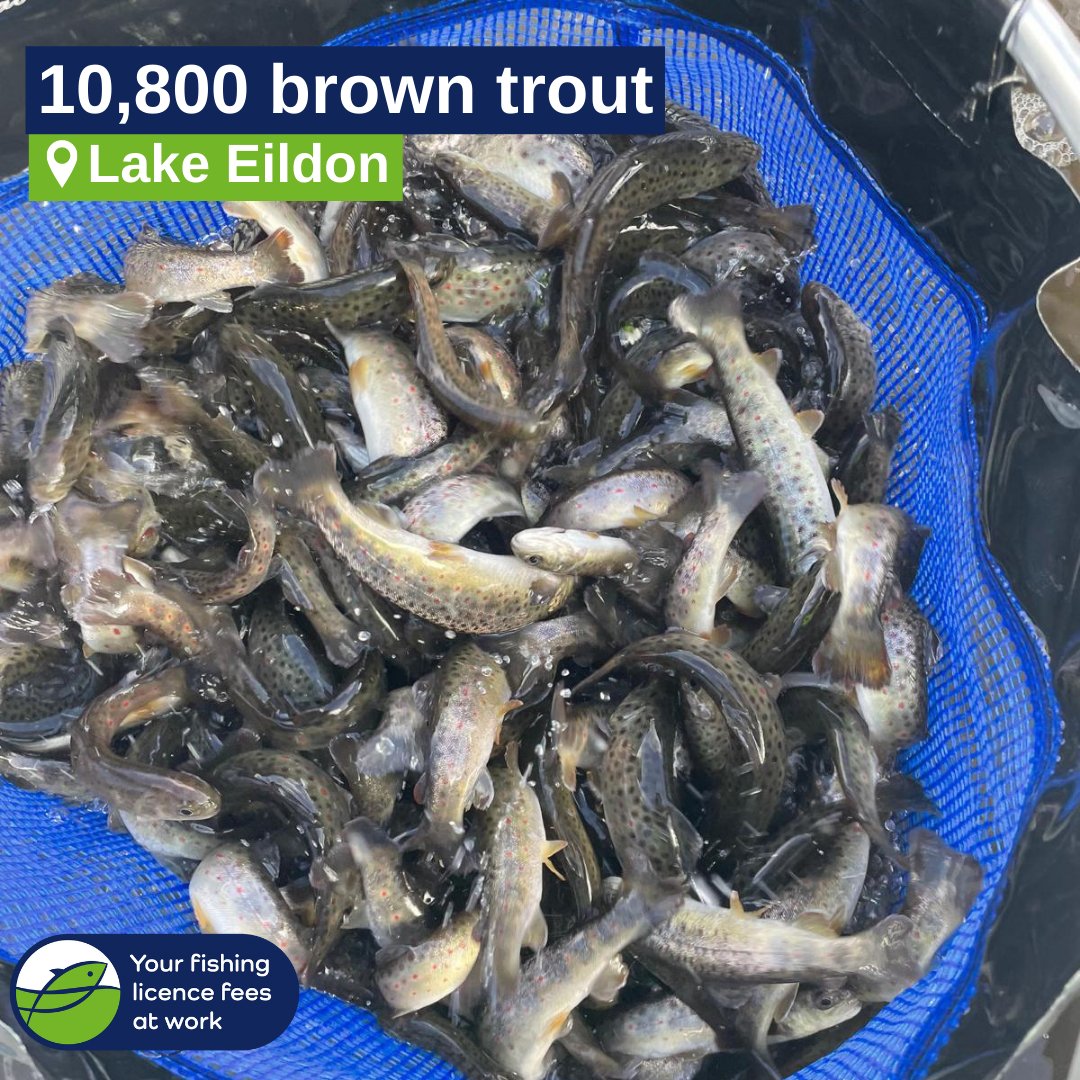 There’s lots to love about Lake Eildon and catching brown trout is one of them! Winter’s a great time for it because surface water temperatures are cool, just the way trout like it! Today, Mark from Snobs drove a truckload of yearling browns around to Goughs Bay for release.