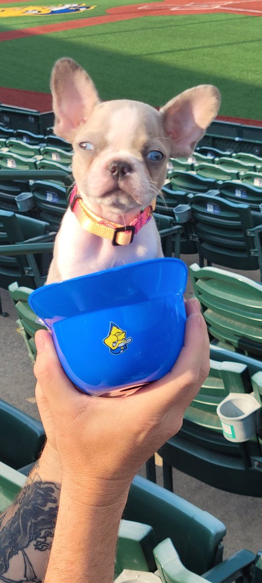 WoltmanGirl's tweet photo. Bluey's first @canaries game thanks to @sfminicritters !! #bluey https://t.co/kgOfMehqZu