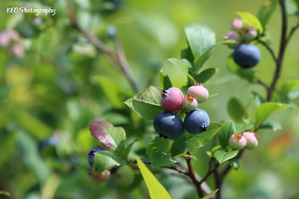 kecolwell's tweet photo. #Blueberry season is here. Picked these delicious #berries at McKinney's #upick in #Maugerville 

#supportlocal #lovelocal
#KECPhotos #nofilters #blueberries #freshfood #highbushblueberries #harvesting #upickblueberries https://t.co/4l4bzmMkMm
