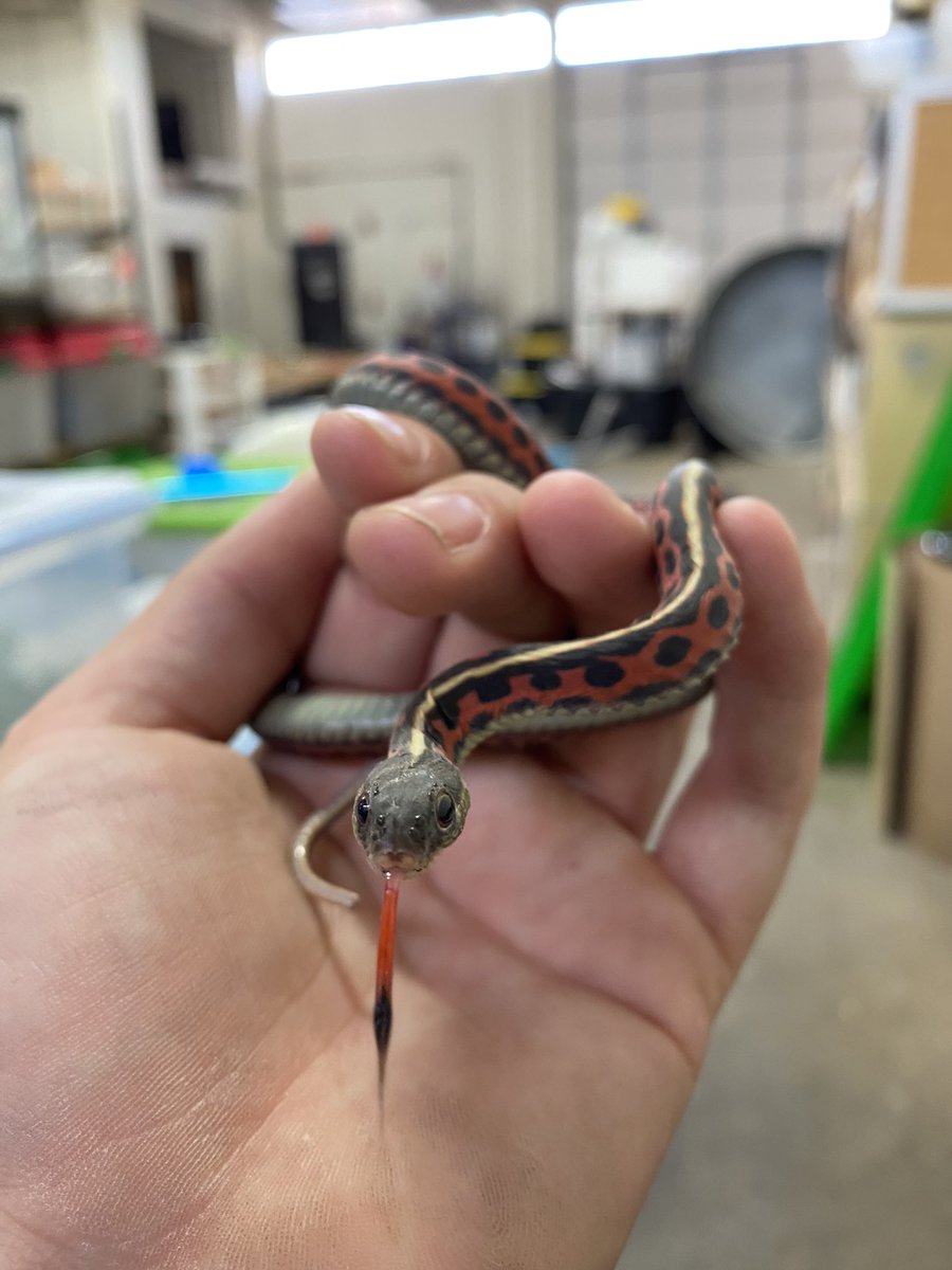 KCan_dice's tweet photo. One of the rarest phenomenons, a Gardner snake with no scales…it’s so soft. We have some scientists coming next week to check it out. I love my job 🥰 https://t.co/EmqyeubOiE