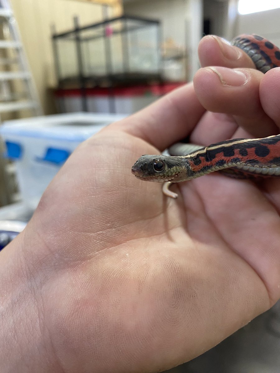 KCan_dice's tweet photo. One of the rarest phenomenons, a Gardner snake with no scales…it’s so soft. We have some scientists coming next week to check it out. I love my job 🥰 https://t.co/EmqyeubOiE
