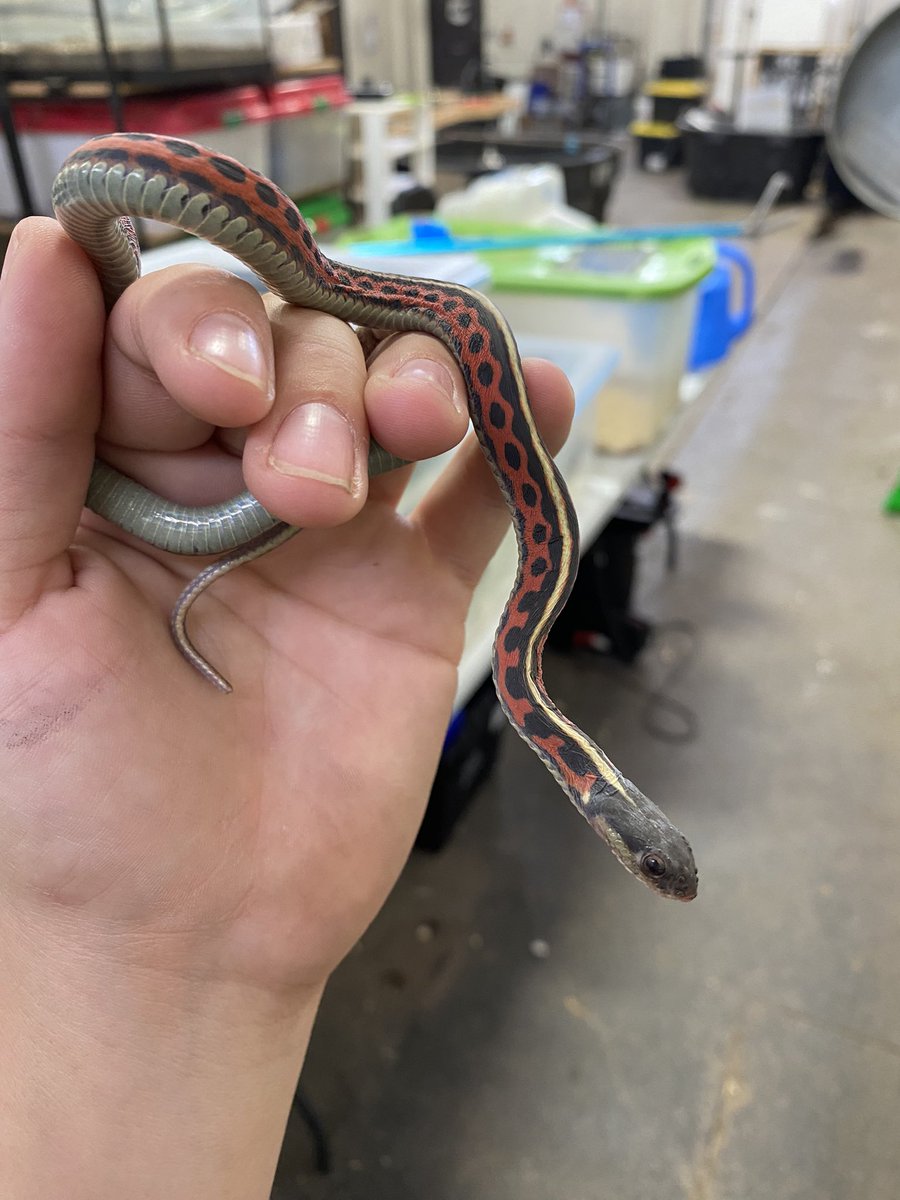 KCan_dice's tweet photo. One of the rarest phenomenons, a Gardner snake with no scales…it’s so soft. We have some scientists coming next week to check it out. I love my job 🥰 https://t.co/EmqyeubOiE