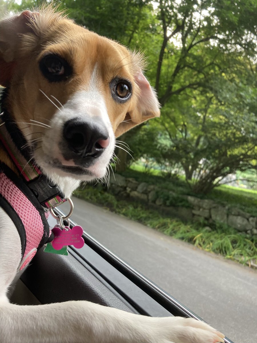 beaglelucylooo tweet media