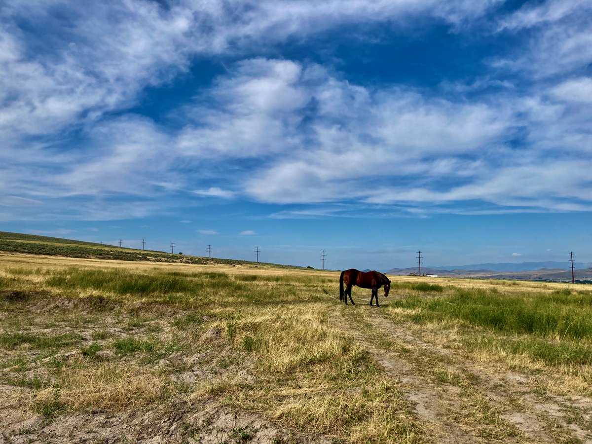 Horsey...
.
.
.
.
.
#PicOfTheDay #Horsey #NorthernUtah #OutstandingInItsField #WhereILive