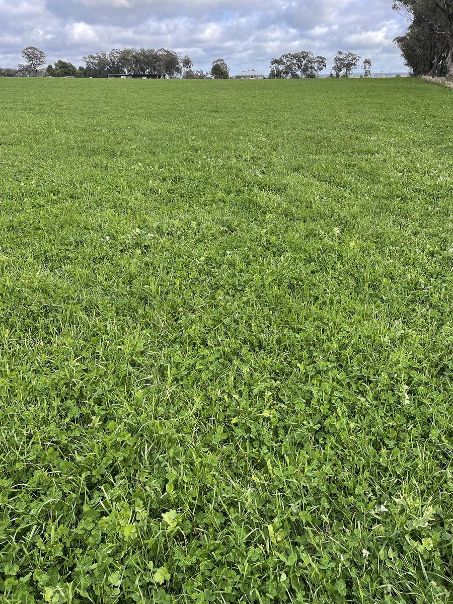 Winter mix - sown dry early Feb - 200kg single super applied.