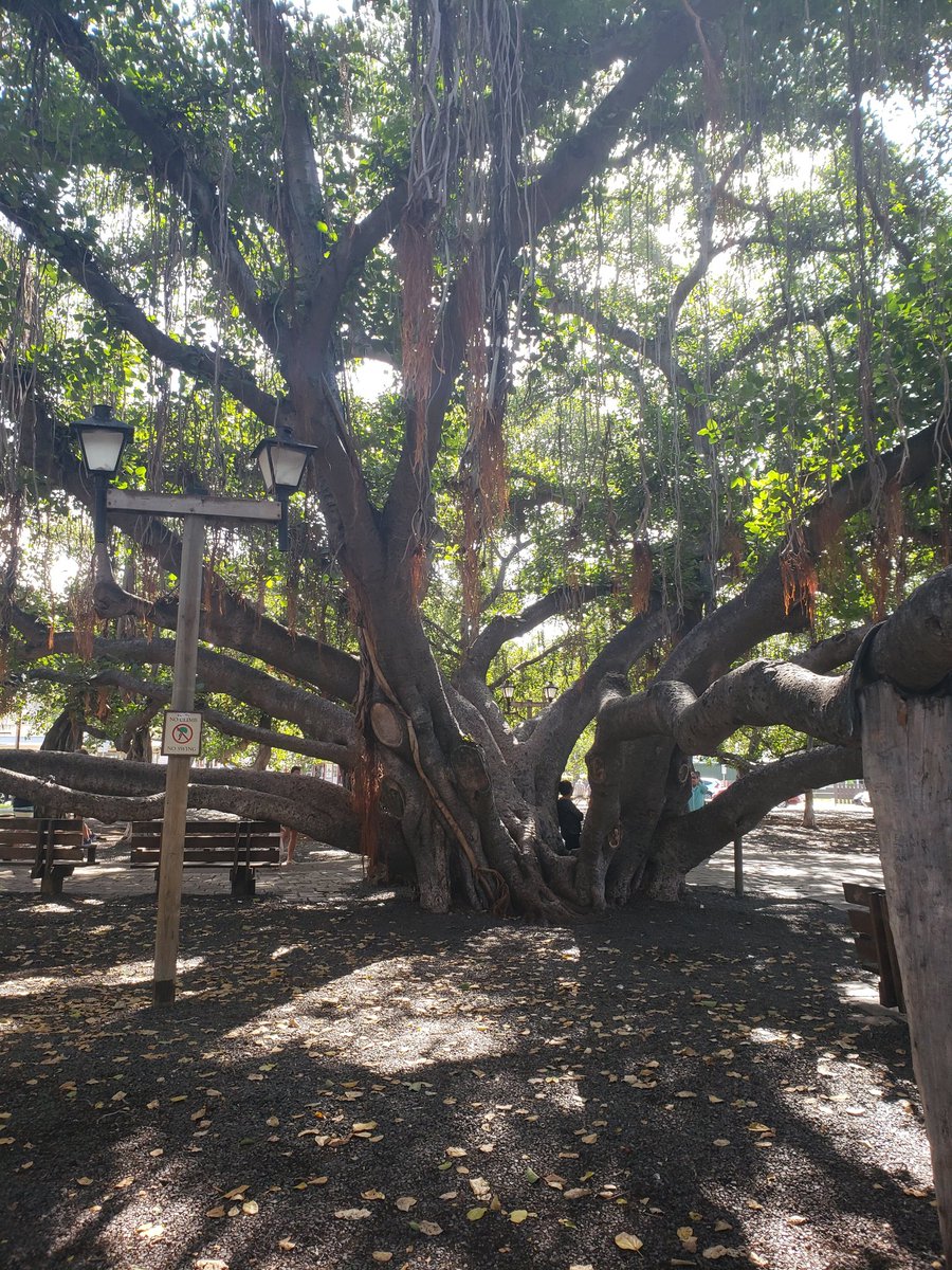 Pamela1975's tweet photo. My heart is broken. I grieve with the Indigenous peoples of #lahaina for the loss of this magnificent Mother Banyan. https://t.co/MMZUV9ph7p